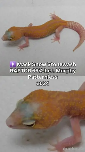 Leopardgecko Jungtiere | Weibchen! Abzugeben Gecko