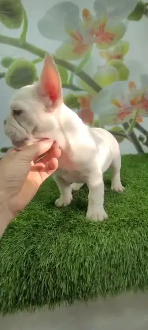 Reinrassige fanzösische Bulldogge Welpe BuB