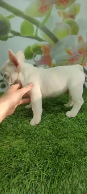 Reinrassige fanzösische Bulldogge Welpe BuB Creme Papa Merle Blue Bild 5