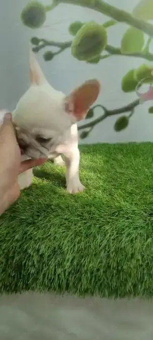 Reinrassige fanzösische Bulldogge Welpe BuB Creme Papa Merle Blue Bild 2