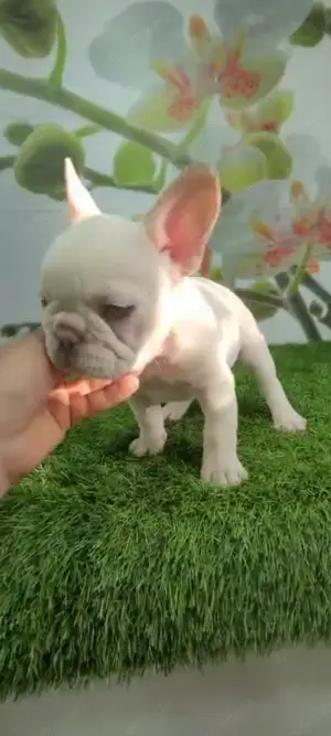 Reinrassige fanzösische Bulldogge Welpe BuB Creme Papa Merle Blue Bild 4