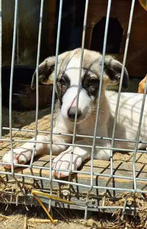 Ljuba ein Familienhund werden  Bild 2