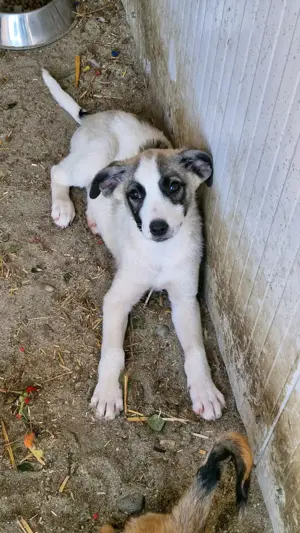 Ljuba ein Familienhund werden  Bild 3