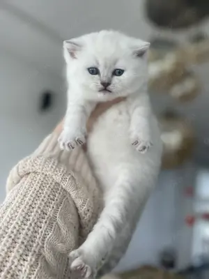 Reinrassige Bkh Kitten
