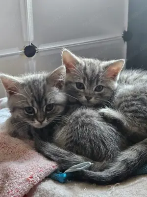 BKH Kitten jungs