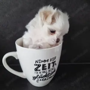 Minimalteser Malteser sehr klein Welpe koreanische Abstammung Rüde Hund 