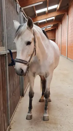 Reitbeteiligung en gesucht !!!
