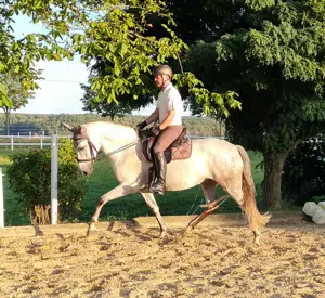 Reitbeteiligung en gesucht !!!