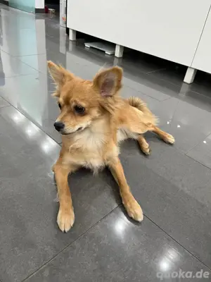 pomeranian- chihuahua Mix Hundin