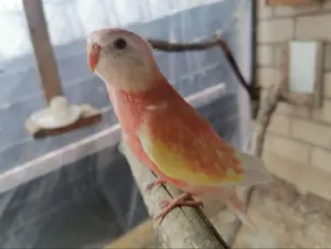 Bourkesittiche 
