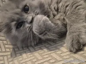 BLH   BKH kitten 