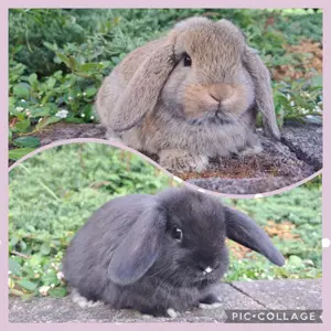 Zwergwidder Babys Rammler Zwergkaninchen Mini Lop NHD Minilop Kaninchen
