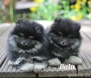 Pomeranian Zwergspitzwelpen 