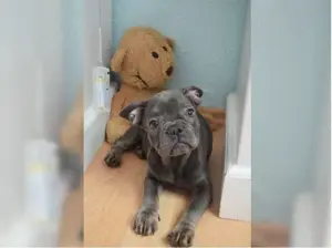Süße französische Bulldogge welpen!  