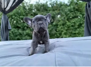 Traumhafte Französische Bulldogge Welpen!!