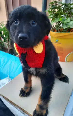 Welpe Kinga, 4 Monate, hundeverträglich, wird ca. 50-55 cm