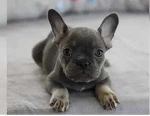 Französische Bulldogge Welpen mit Ahnentafel! !
