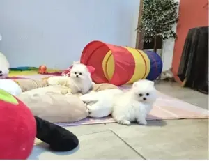 Reinrassiger Zwergspitz Pomeranian mit Ahnentafel! !