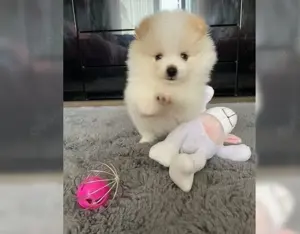 Zuckersusse Pomeranian Zwergspitz mit Ahnentafel!!