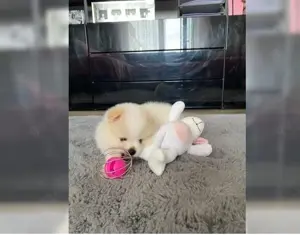 Reinrassiger Zwergspitz Pomeranian mit Ahnentafel! ! Bild 2
