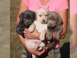 wunderschöne Typvolle Labrador Welpen! !