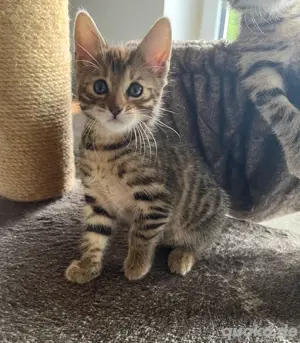 Bengal Mix Kitten