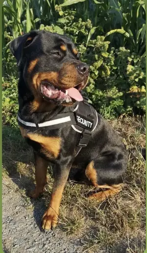 Rottweiler Rüde Deckrüde 
