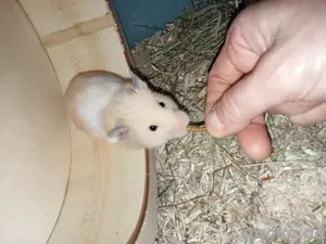 Goldhamster 3 Monate jung  Bild 4