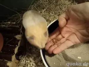 Goldhamster 3 Monate jung  Bild 7