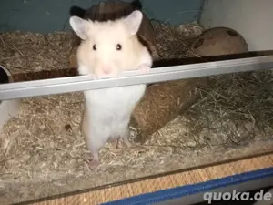 Goldhamster 3 Monate jung  Bild 8