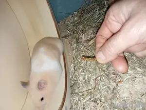 Goldhamster 3 Monate jung  Bild 6