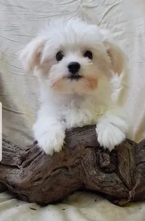 Malteser  Yorkshire Terrier
