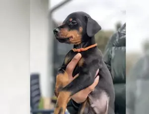 Reinrassiege Dobermann Welpen !!