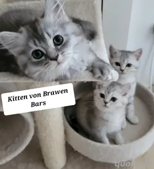 Kitten BKH