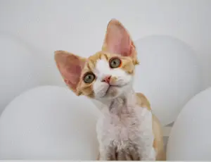 Hübscher Junge Devon Rex