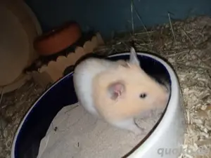 Goldhamster 3 Monate jung  Bild 9