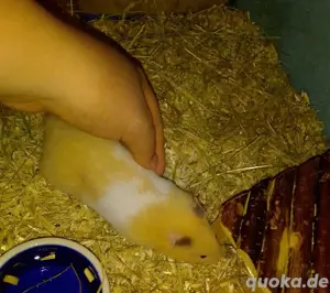 Goldhamster 3 Monate jung  Bild 3