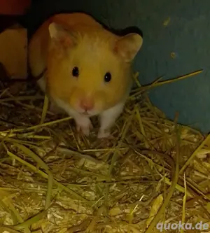 Goldhamster 3 Monate jung  Bild 2