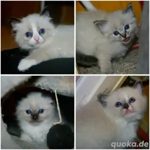 wunderschöne Ragdoll Kitten suchen neues Zuhause auf Lebenszeit 