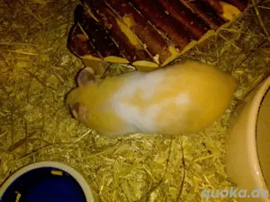Goldhamster 3 Monate jung  Bild 10