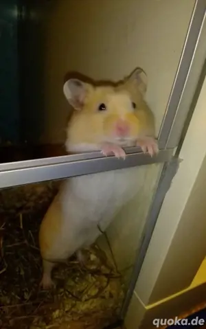 Goldhamster 3 Monate jung 
