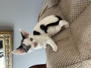 Devon rex Kater Stammbaum Fife 