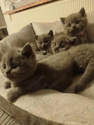 Reinrassige BKH Kitten!w