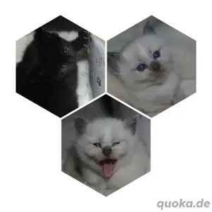 Süße Maine Coon  Ragdoll Kitten suchen ein Zuhause auf Lebenszeit