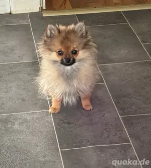 Zwergspitz Pomerian Welpe