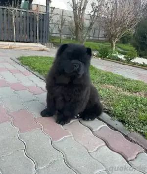 chow chow welpe