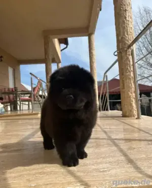 chow chow welpe