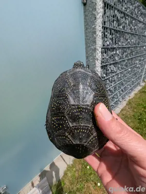 Männliche Emys orbicularis - europ. Sumpfschildkröte NZ2020