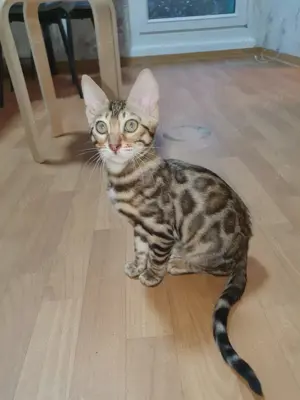 Verkaufe 2 bengal kitten