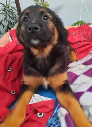 Welpe Inna, sie wird ca. 55 cm